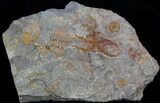 Ordovician Brittle Star (Ophiura) & Many Other Fossils #56360-1